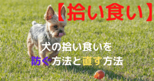 拾い食い