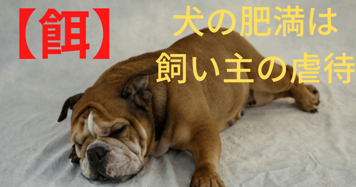 太った犬