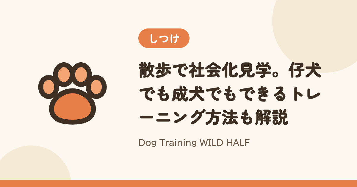 【散歩】散歩で社会化見学。仔犬でも成犬でもできるトレーニング方法も解説