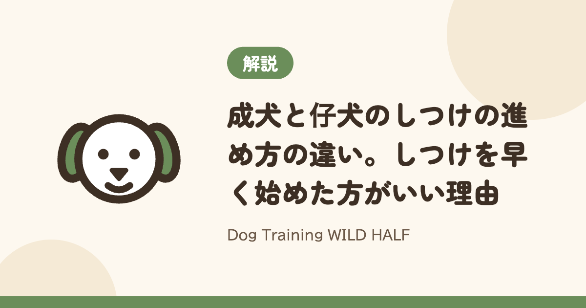 【しつけ】成犬と仔犬のしつけの進め方の違い。しつけを早く始めた方がいい理由